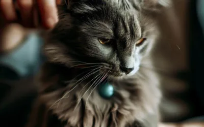gato en proceso de socialización y entrenamiento
